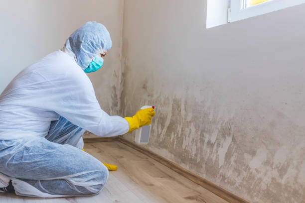 Professional mold removal team in Mesa